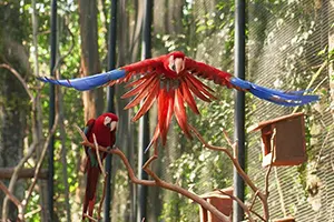 Transporte Parque das Aves